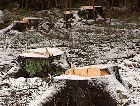 4 срубленные березы могут грозить мигранту 2 годами тюрьмы