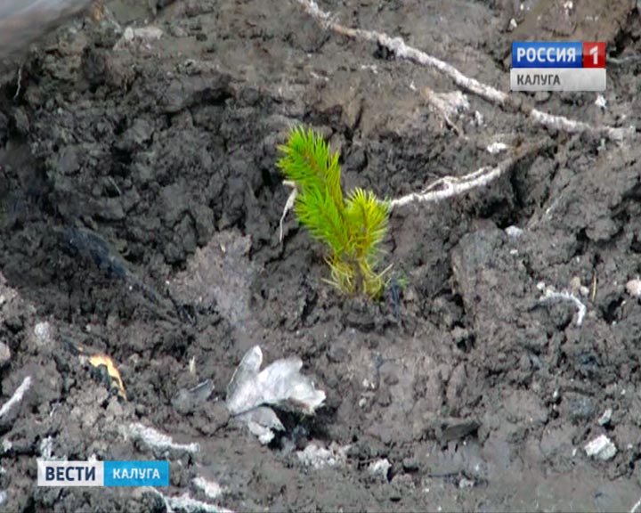 Лес-посадка0517.jpg