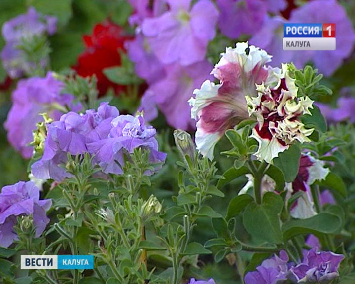 Цветы0523.jpg