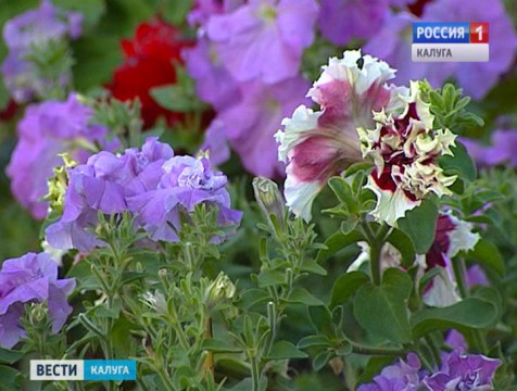Стартовал 11-й конкурс «Калуга в цвету»