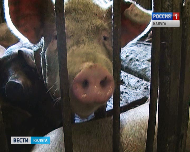 свиньи0715.jpg