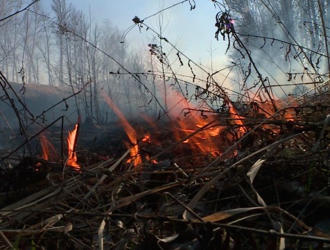 160 пожаров произошло в прошлом месяце на территории нацпарка «Угра»
