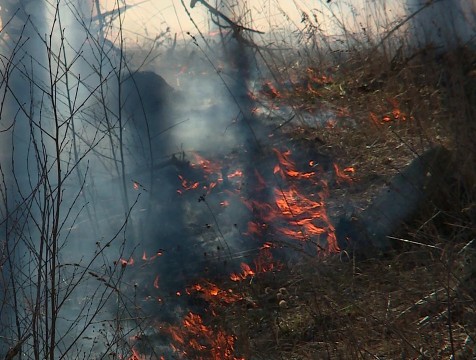 800 гектаров земли пострадали от пала травы