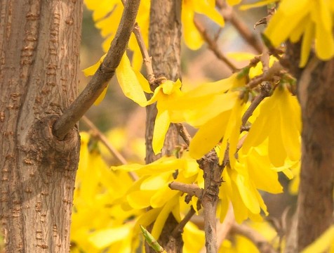 Дождями и заморозками сменится весеннее тепло