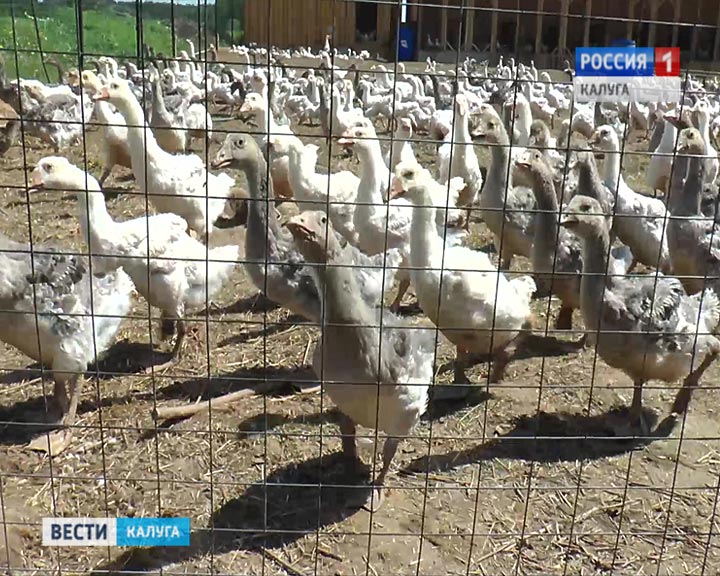 Гуси0527.jpg