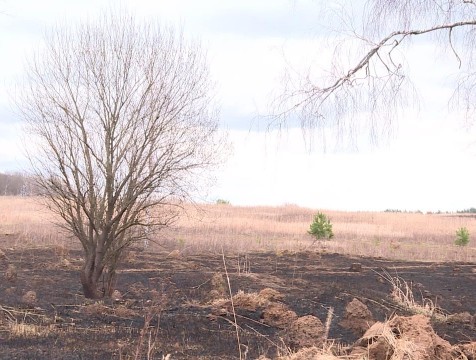 Пал травы стал причиной возгорания 2,5 га в нацпарке «Угра»