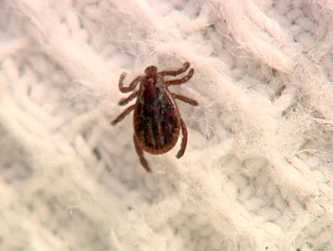 38 жителей региона покусаны клещами