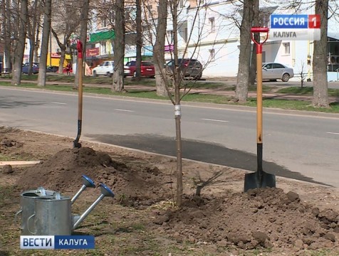 18 молодых лип посадили в Калуге