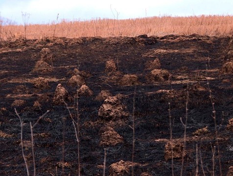 За сутки пожарные 9 раз тушили горящую траву