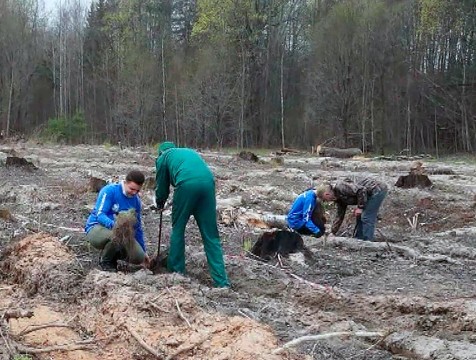 Геоглиф в виде числа «75» высадили в Людиновском районе