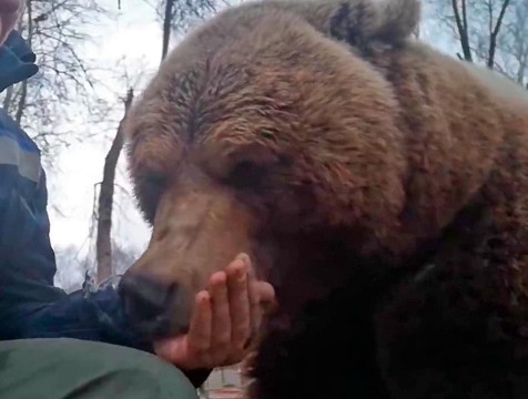 Тарахтящего медведя Мансура пользователи Сети сравнили с ЗИЛом