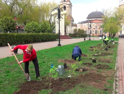 Кусты сирени сорта «Валентина Гризодубова» высадили на площади Победы