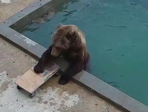 Медведь Мансур открыл купальный сезон
