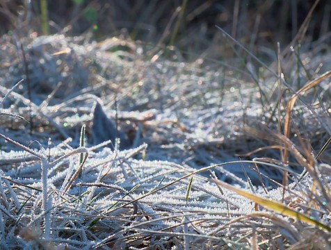 16 мая в Калужской области возможны заморозки