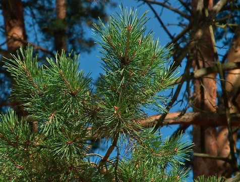 Калужанам разрешили гулять в бору