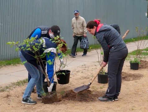 Венгерская сирень украсила одну из улиц Людинова