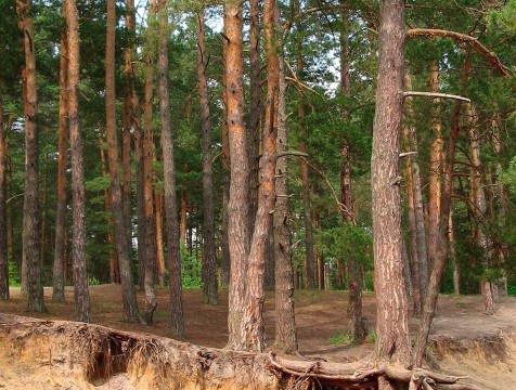 В калужских лесах установлен II класс пожарной опасности