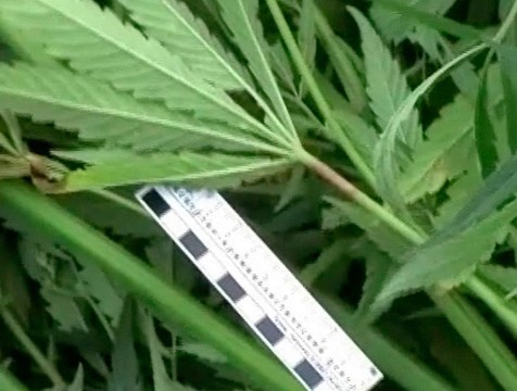 Житель Обнинска сядет в тюрьму за хранение конопли