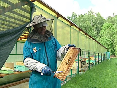 Холодная весна оставила пчел без цветущих медоносов