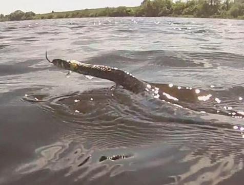 В лесах центра России отмечается опасная активность змей