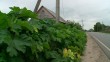 борщевик-06-15.jpg