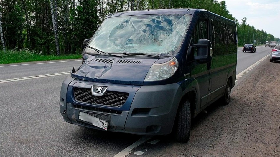 ДТП-Лось1-0616.jpg