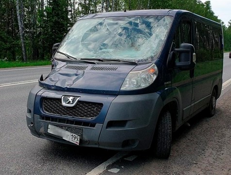 Микроавтобус сбил лосиху в Боровском районе