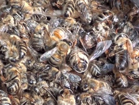 В Калужском регионе массово гибнут пчелы