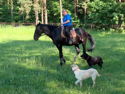 Профессиональный праздник отмечают кинологи
