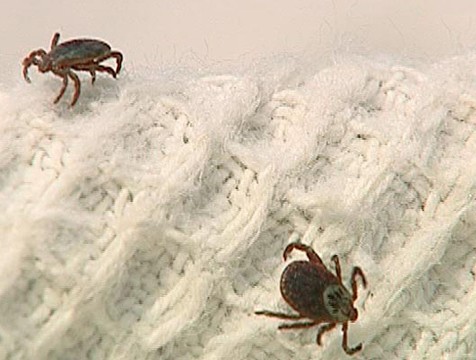 210 человек за неделю пострадали от укусов клещей