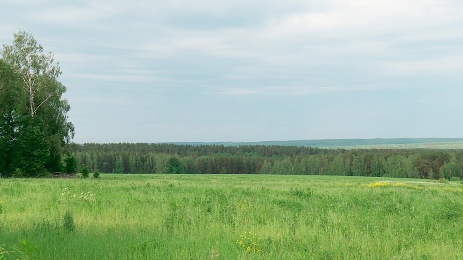 Поле-лес-погода-0616.jpg