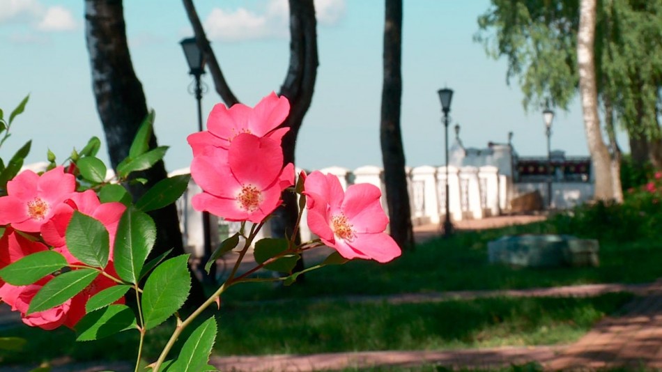 погода-парк-цветок-0706.jpg