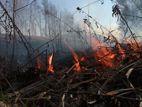 С начала года в Калужской области сгорело 150 гектаров леса