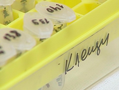 Пятая часть исследованных клещей оказалась заражена боррелиозом
