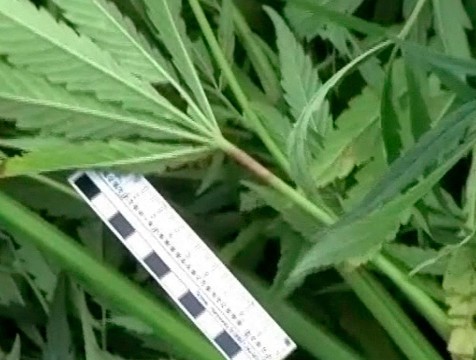 177 граммов марихуаны нашли полицейские в гараже у кондровчанина