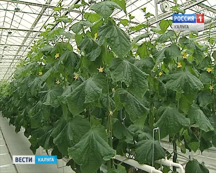теплица0313.jpg