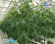 теплица0313.jpg