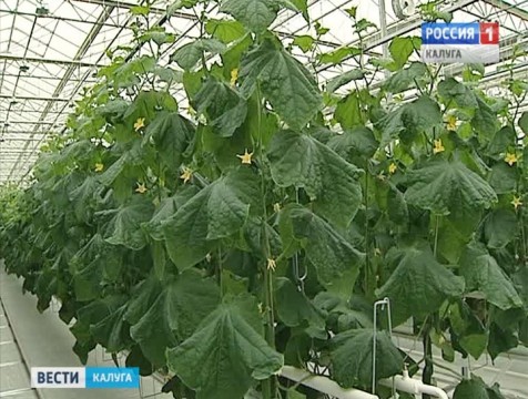 За первое полугодие производство сельхозпродукции в регионе увеличилось на 9%