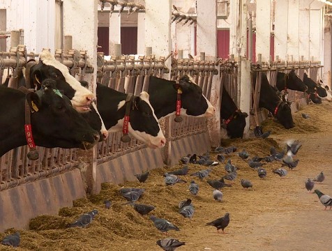 Более 50% фермерских хозяйств региона используют роботизированные доильные аппараты