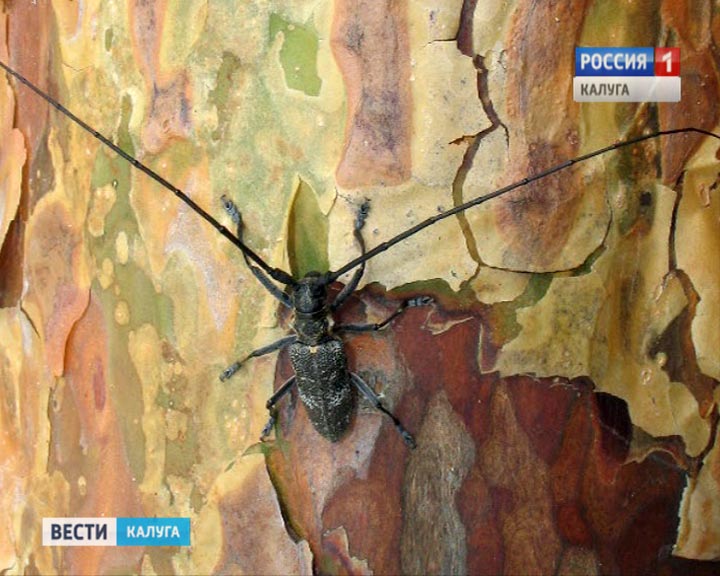 жук-усачь0706.jpg