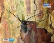 жук-усачь0706.jpg