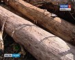 жук-усачь1-0706.jpg