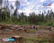 жук-усачь2-0706.jpg