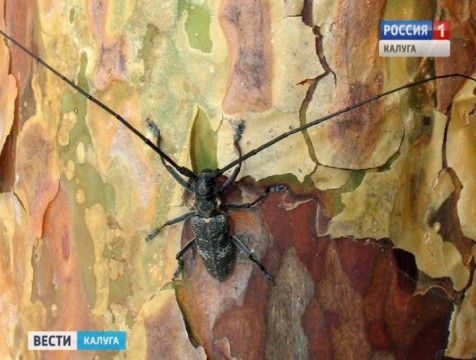 Калужские леса атакуют жуки-усачи