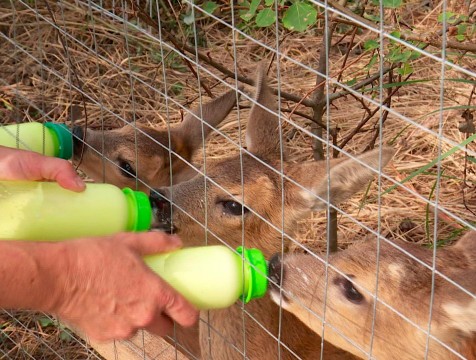В центре реабилитации диких животных «Феникс» прибавление парнокопытных
