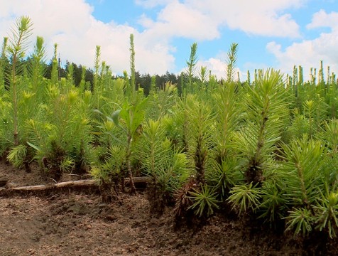 Хвойный лес высадят в честь 650-летия Калуги