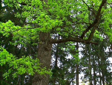 Калужан приглашают выбрать лучшее дерево России