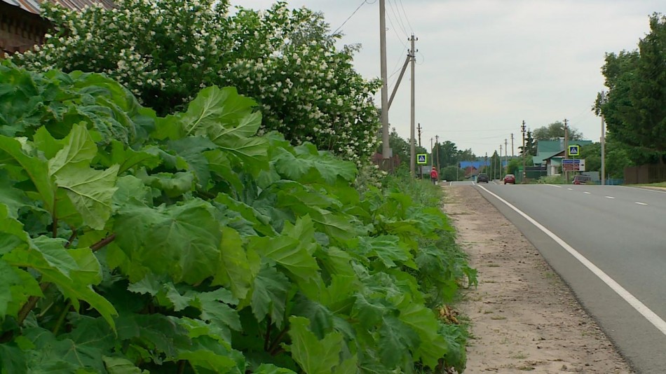 борщевик2-0728.jpg