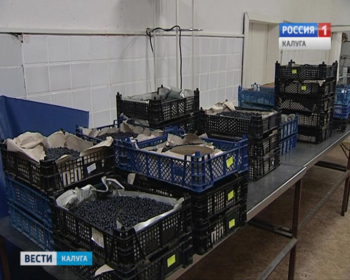 Черника-0707.jpg