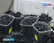 Черника0707.jpg
